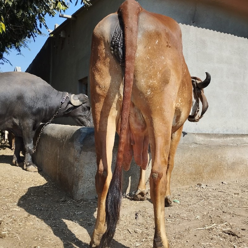 gir cow selling