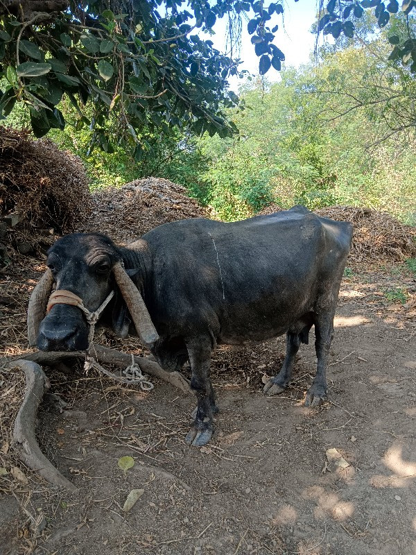 ભેંશ વેચવાની છે