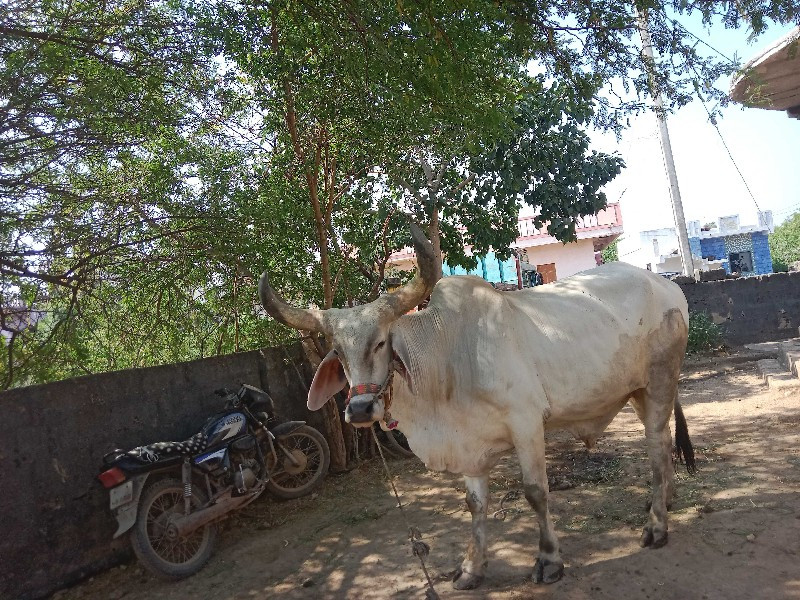 બેવાવણીહાકેલબરધ...