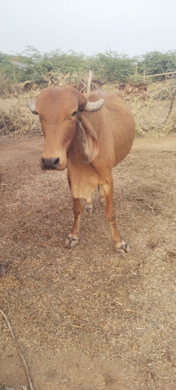 ગાય વેચવાની છે