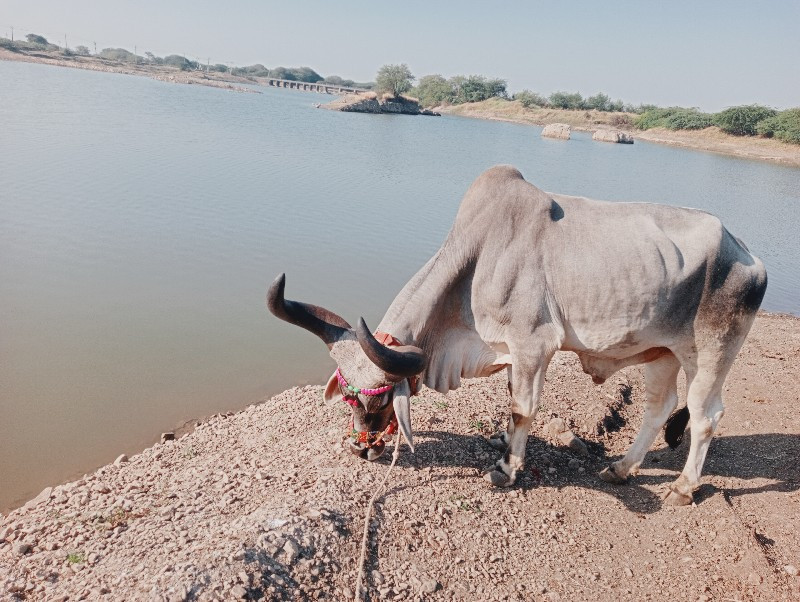 પડોદર