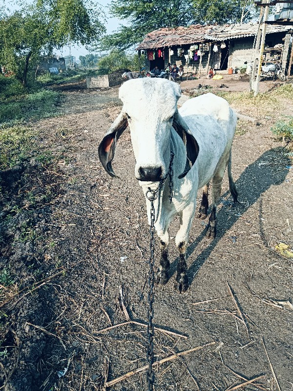 સાટા કરવા ના સે