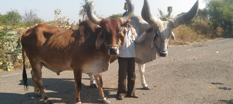 બળદ