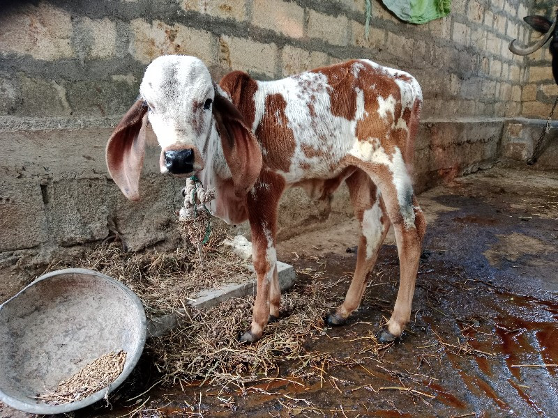 ગાય વેચવાની છે