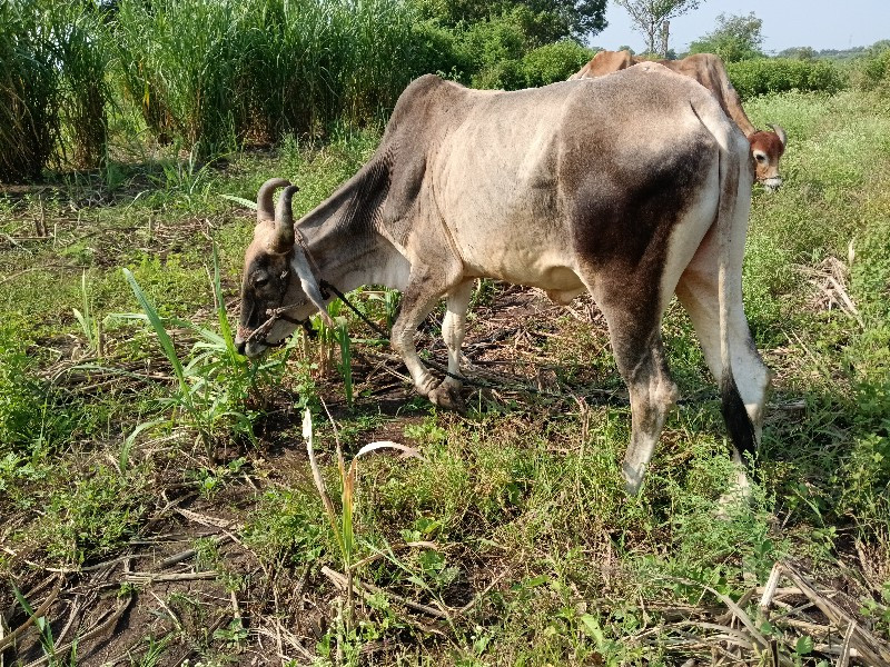 બળદવેસવાનો વાસણ...