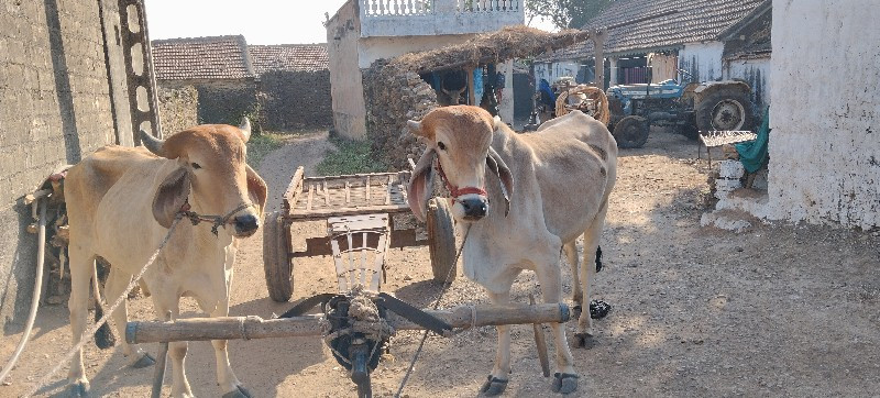 ગોઢલા વેચવાના છ...