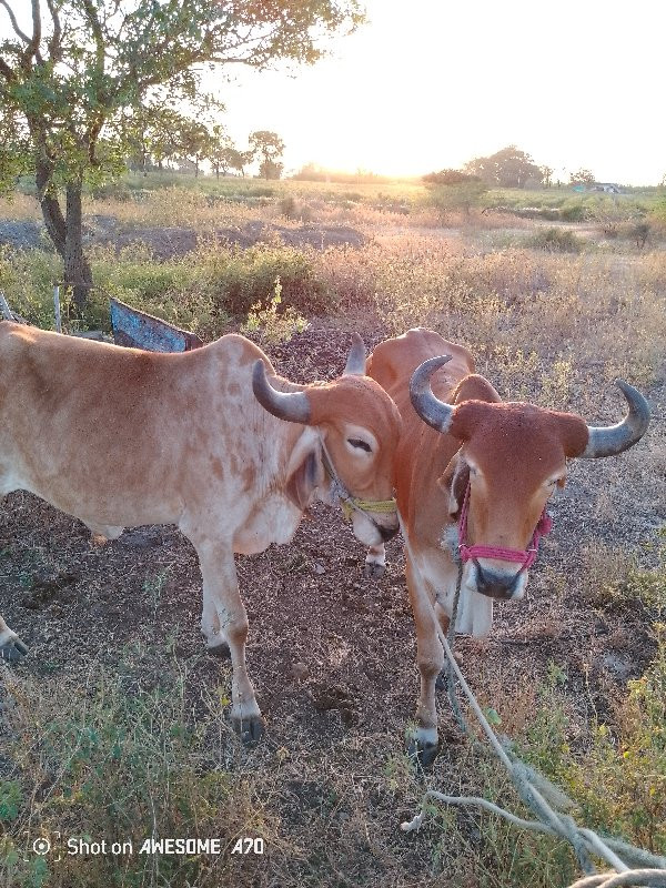 ગોઢલા વેચવાના છ...