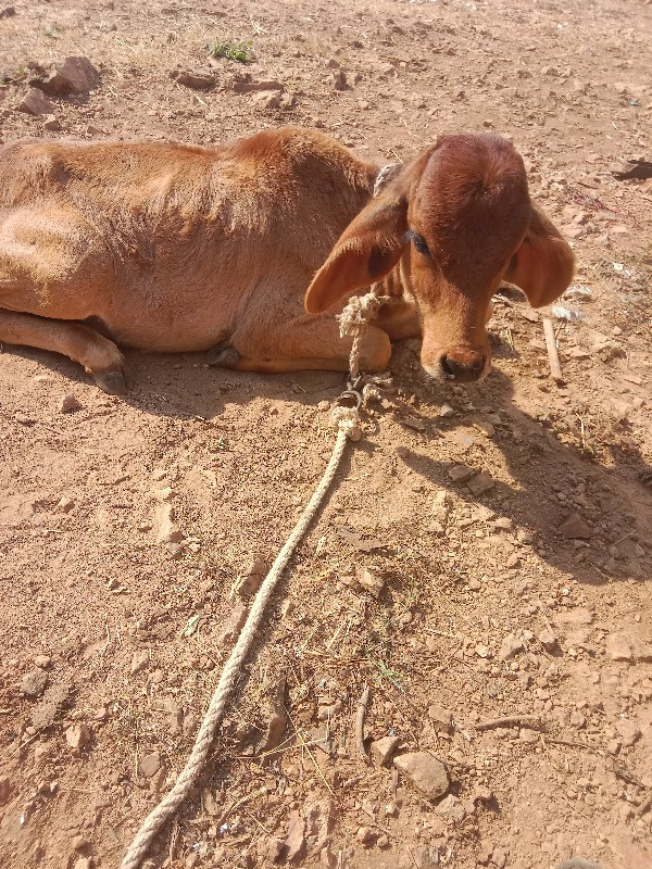 ગાય વેચવાની છે