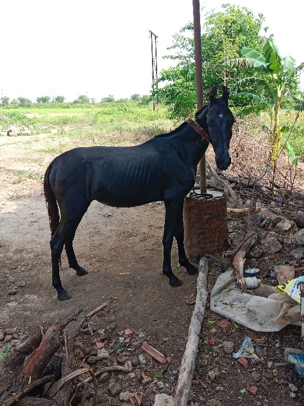 આ વછેરો વેચવા ન...