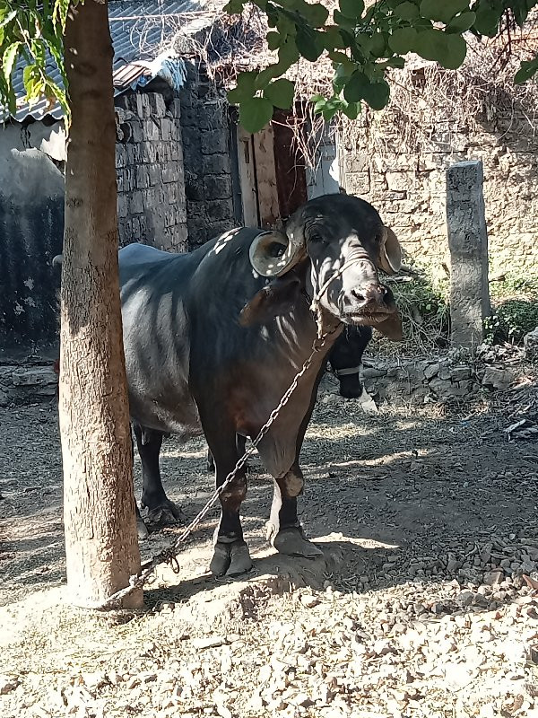 ભેંસ વેસ વાની છ...