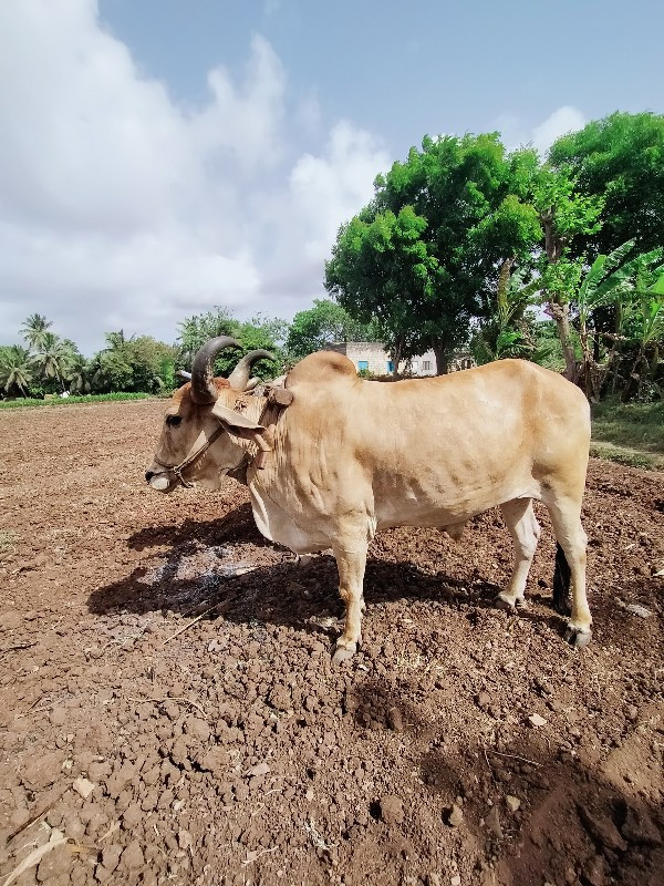 બળદ ની જોડી