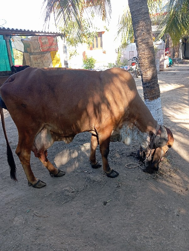 ગાય વેચવા ની