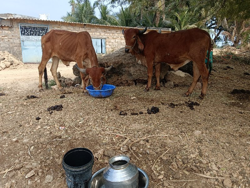 ગોઢલા વેચવાના છ...