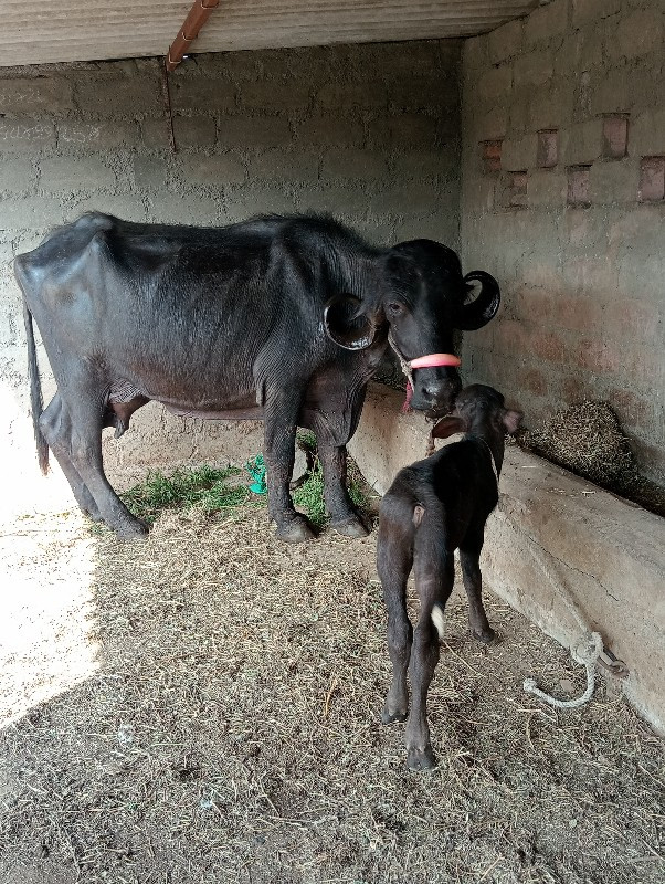 જાફરાબાદી