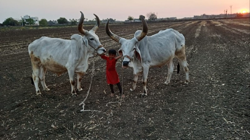 બરડ.વેશવાના.