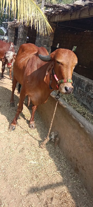 હોડકી વેચવાની છ...