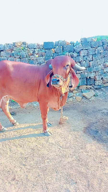 ગાય વેસવાની સે