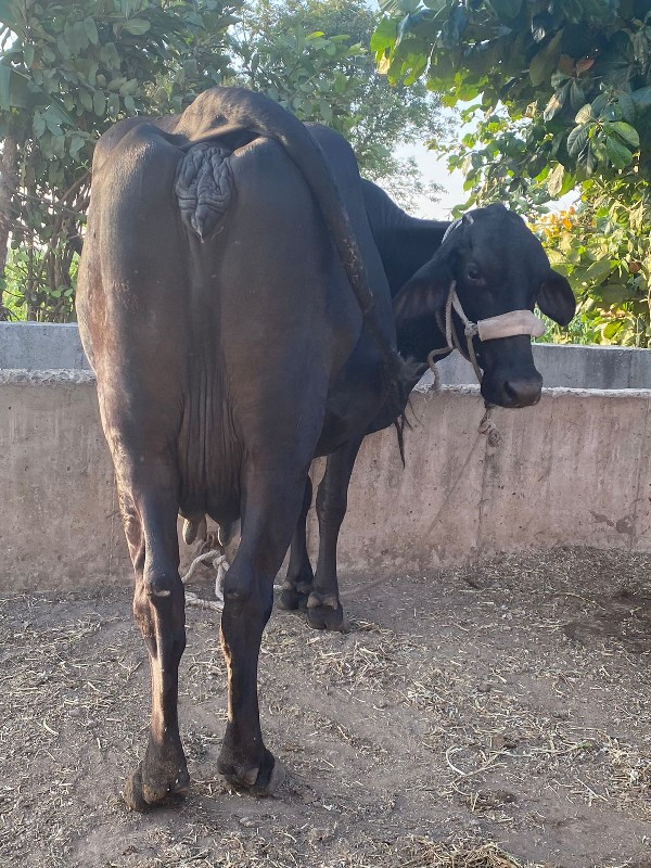 gay vechvani se