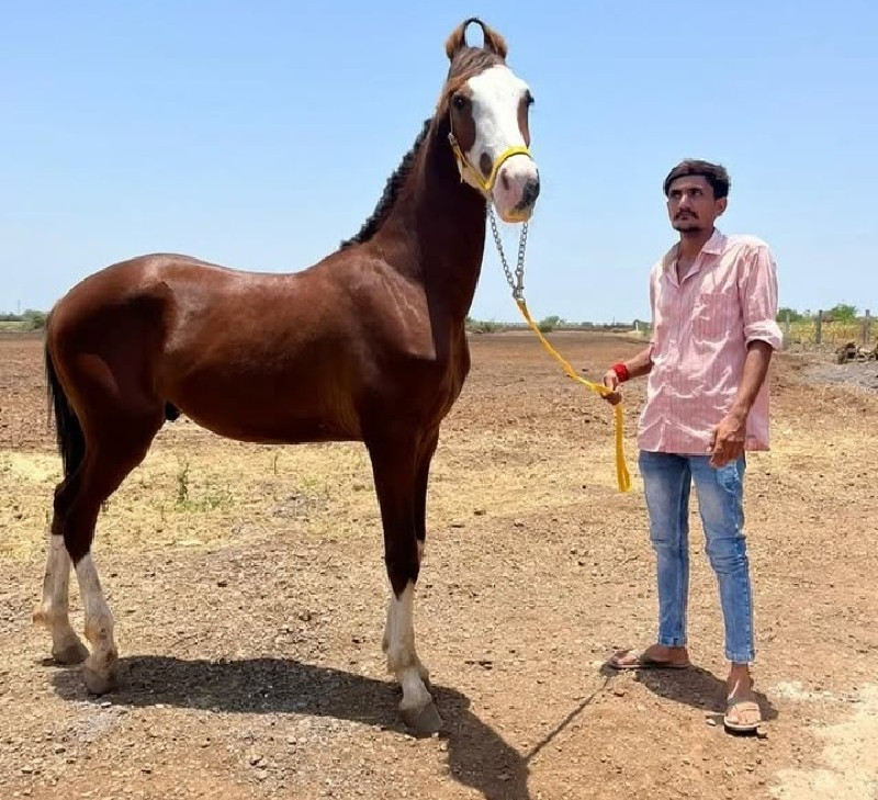 ઘોડો વે઼સવા નો...