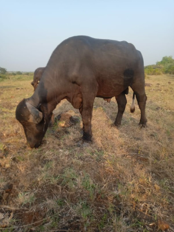 પાડો બેસવાનો છે