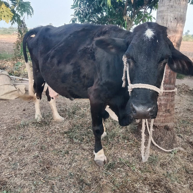 એશબ ગાય  વેશવાન...