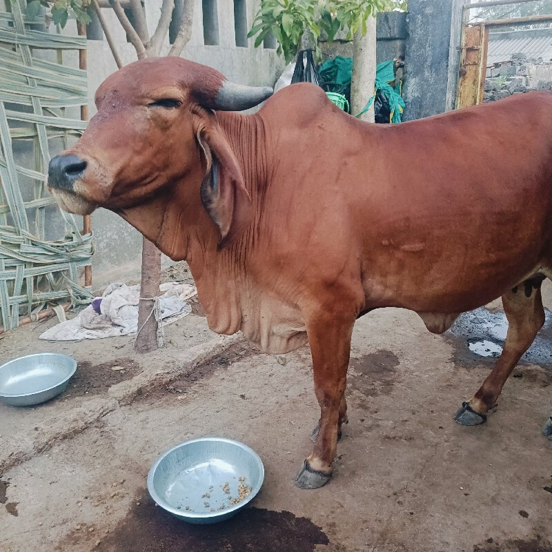 ૧ પેલું વેતર વી...