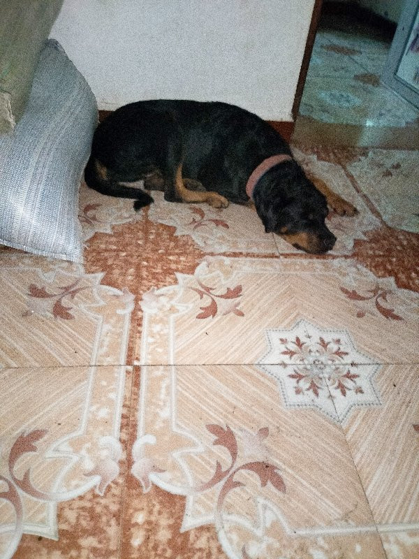 kutri rottweile...