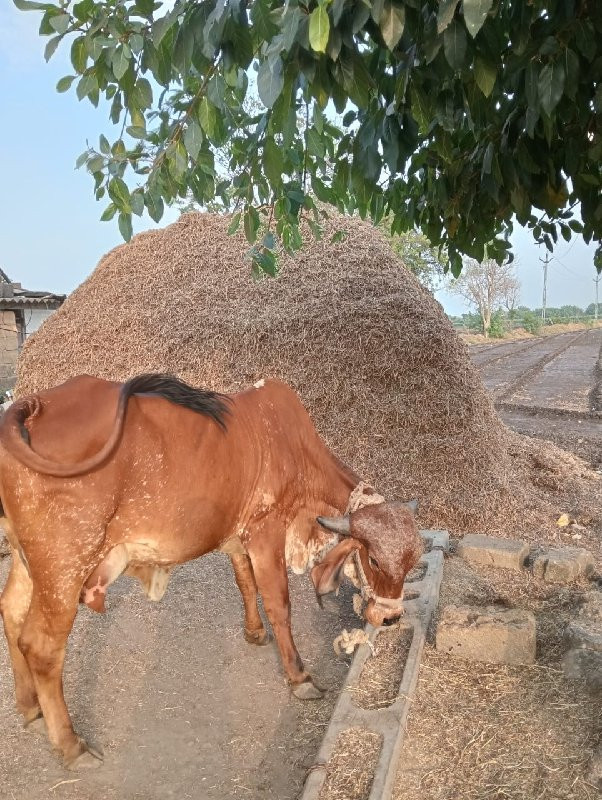 ગીર ગાય વેચવાની...