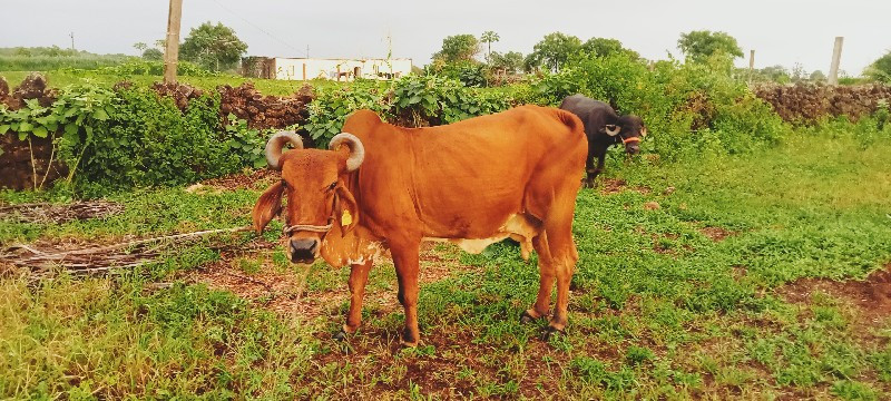 ગાય