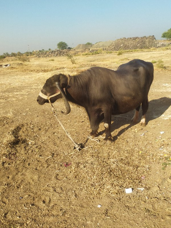 ભેંસ વેચવાની છે...