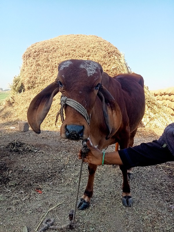 વાસળી મફત દેવાન...