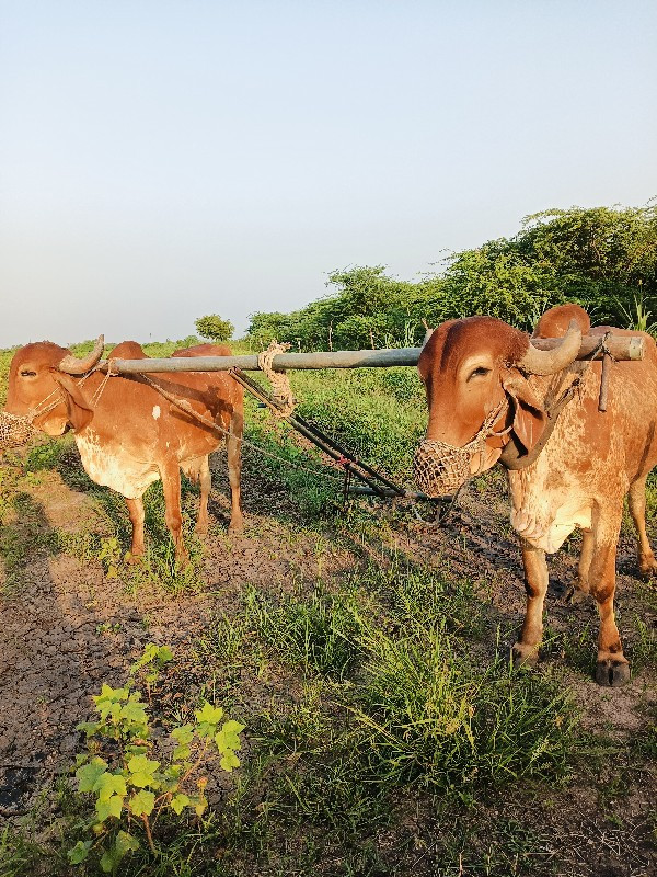 બળદ વેચવાના છે