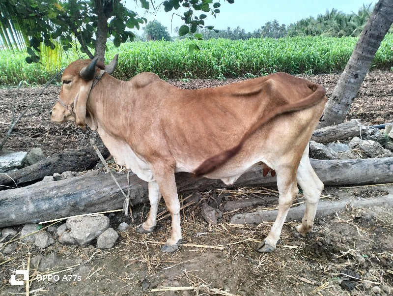 ગાય વેચવાની છે