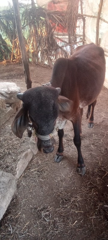 વાછડી વેચવાની સ...