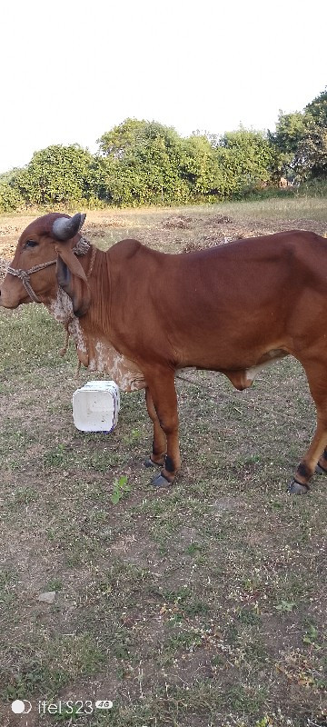 વાચડી દેવાની છે...