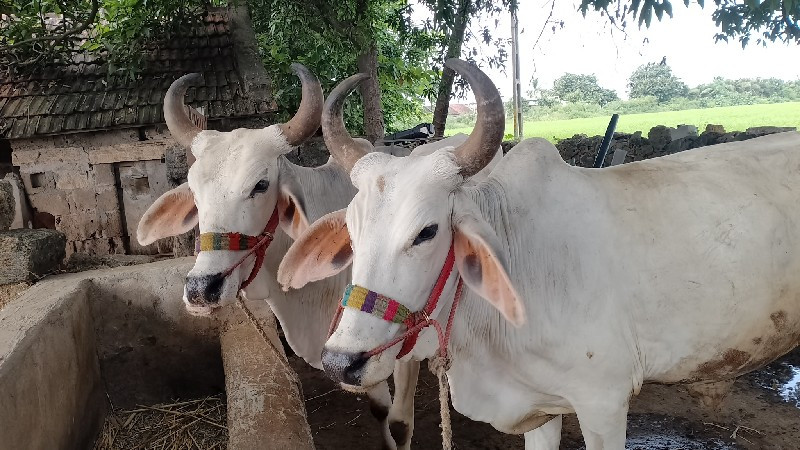 ગોઢલા  વેચવાના...