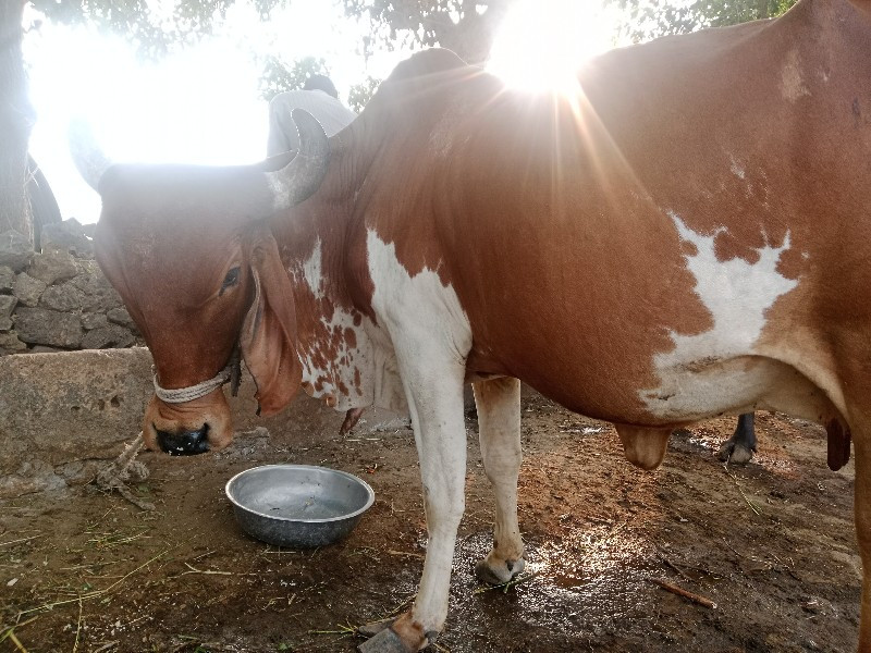 ગાય