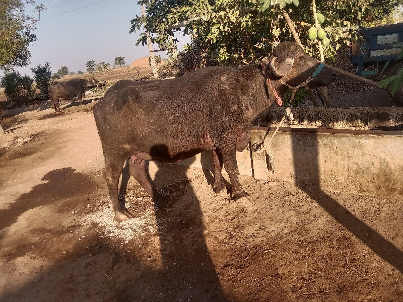 ભેંસ વેચવાની છે...