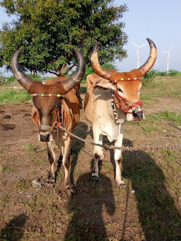 વેચવાના છે કોઈ...