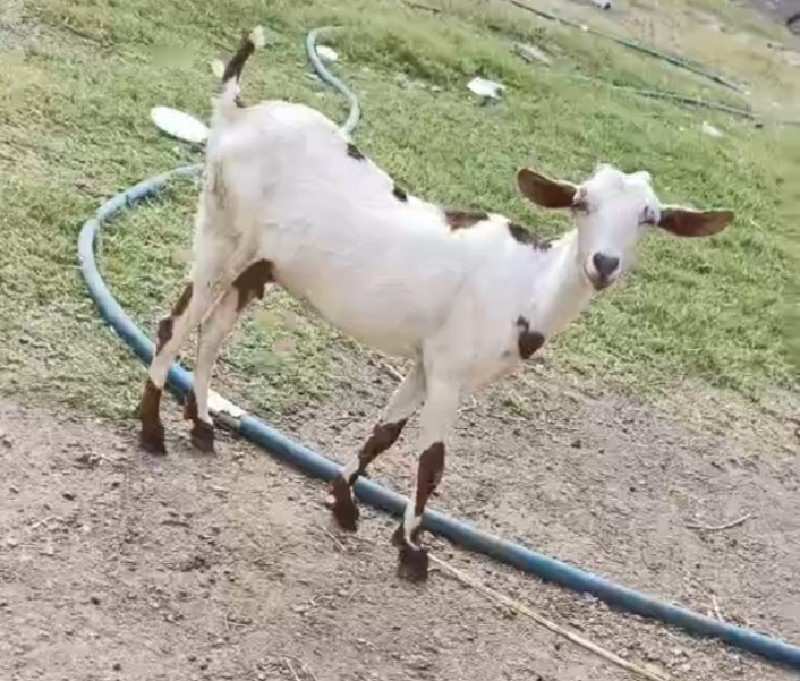 Bakri