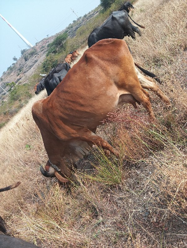 ગાય🐄