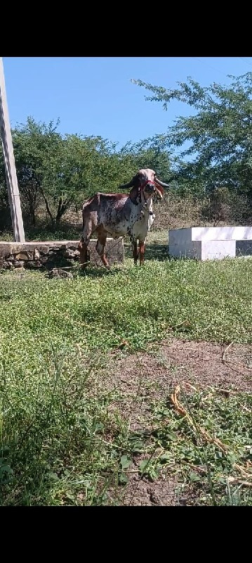 કાબરી ગાય આપવાન...