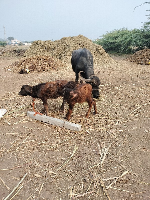 ભેંસ વેચવાની છે