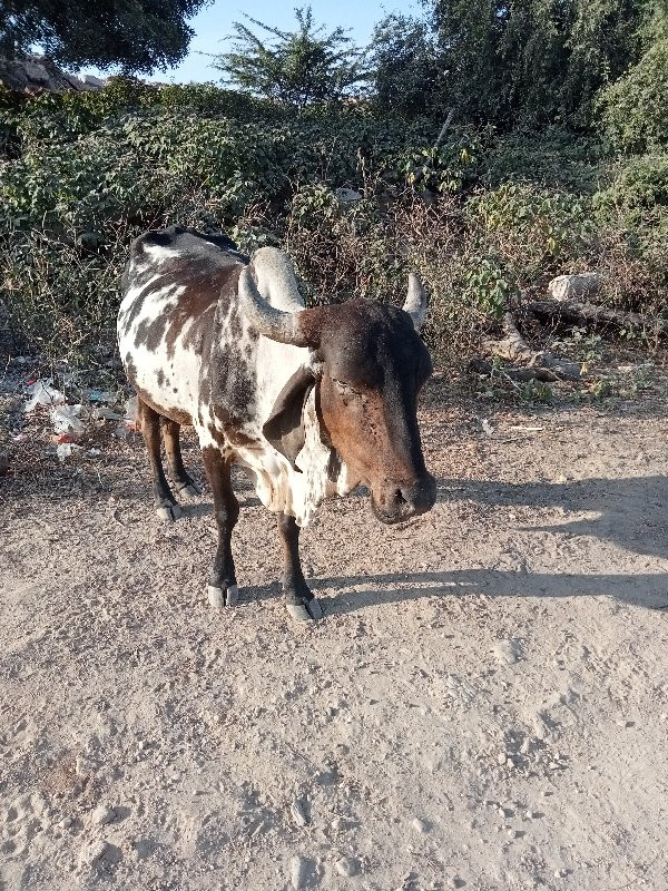 ગાય વેચવાની સે