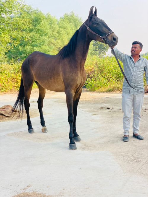 મારવારી ઘોડી છે