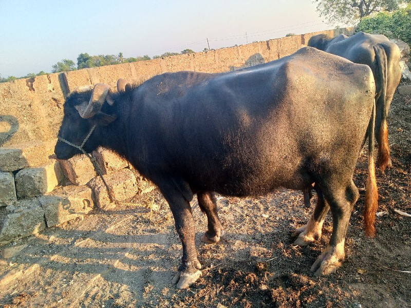 ભેસ વેસવાનીસે