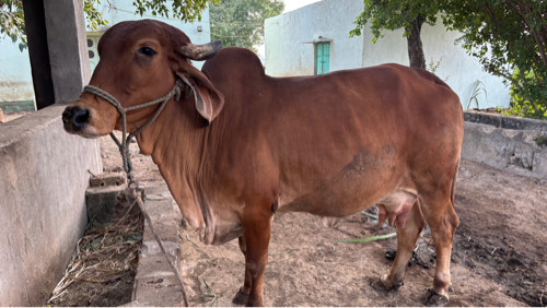 ગાય વેચવાની છે