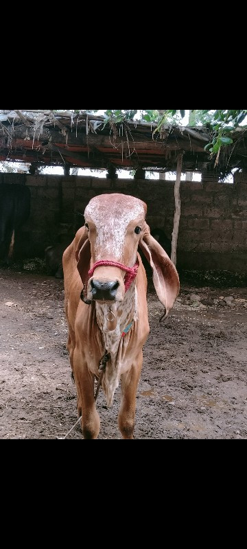 ઓરિજનલ ગીર બદુળ...