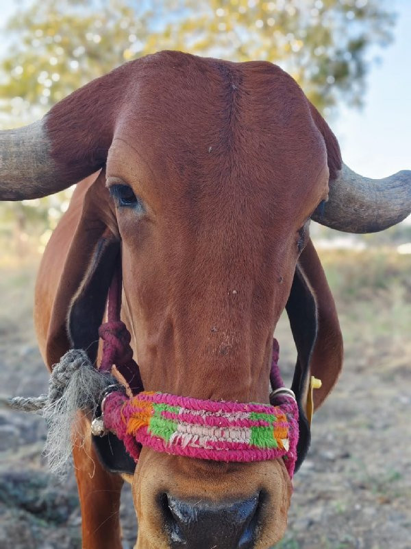 ગીર ગાય વેચવાની...