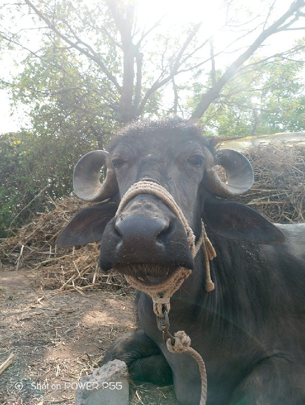 ભેંસ વેચવાની છે